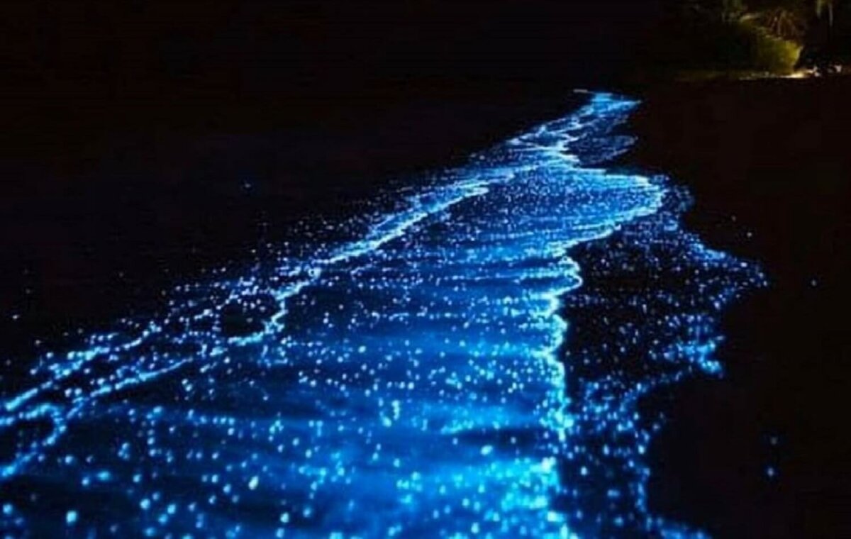 Bodas con bioluminiscencia: la magia natural que solo Holbox te da
